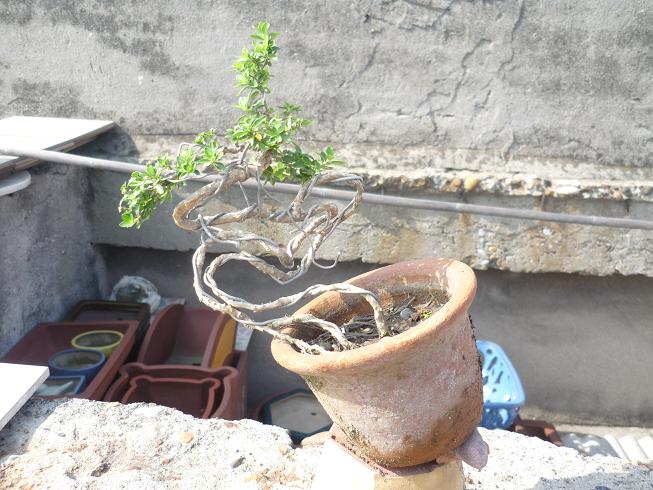P1010554.JPG