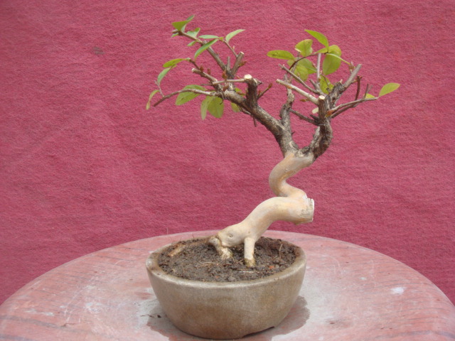DSC04267.JPG