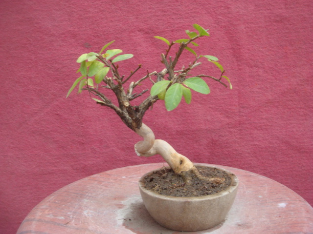 DSC04268.JPG