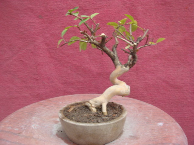 DSC04270.JPG