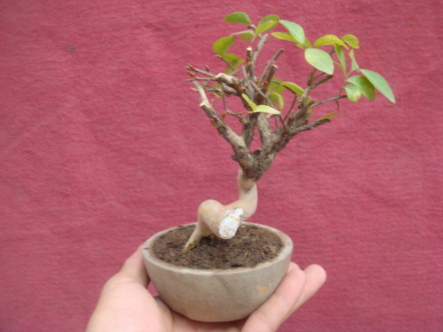DSC04274.JPG