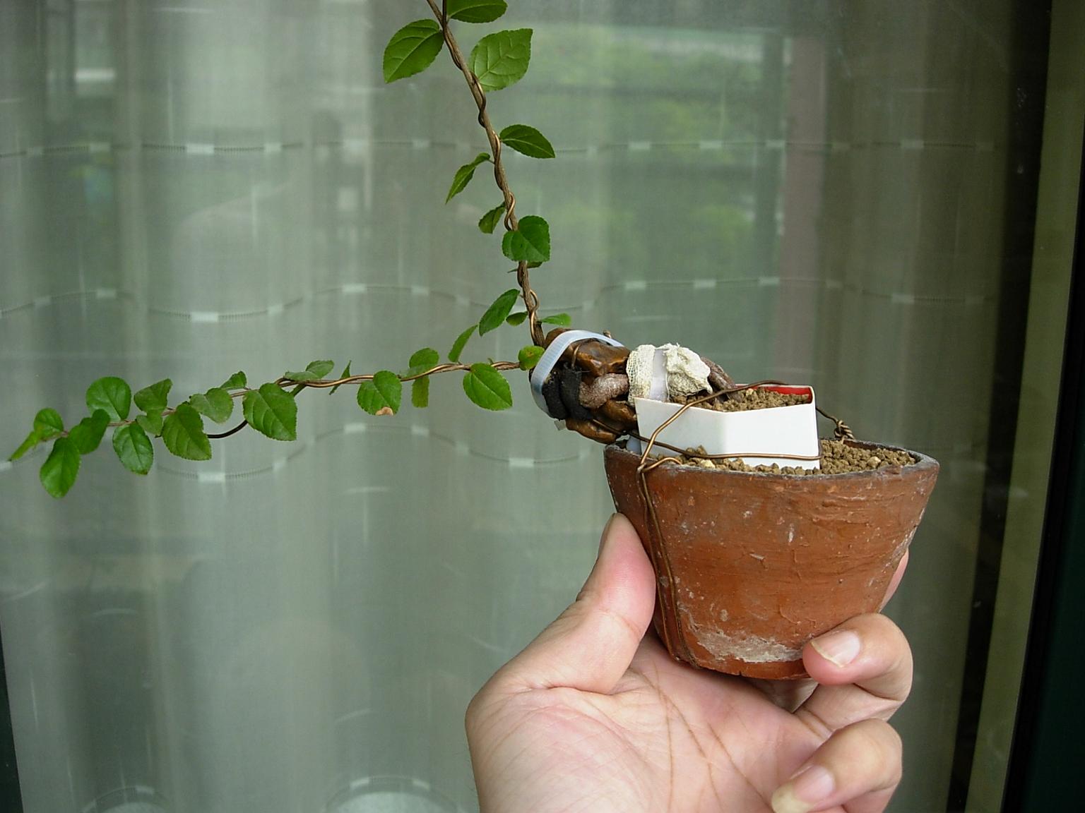 DSCN7990.JPG