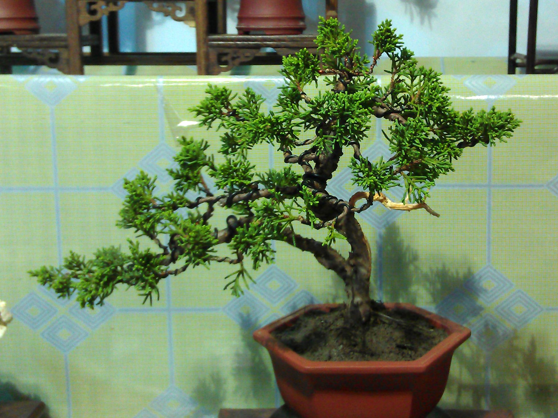 IMAG0156.jpg