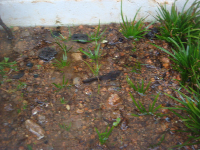 DSC04342.JPG