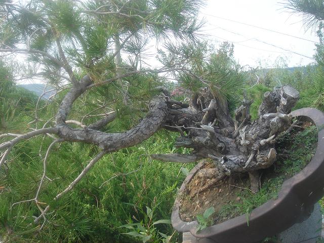 DSC06518.JPG