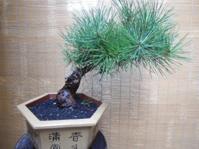 DSC03885.JPG
