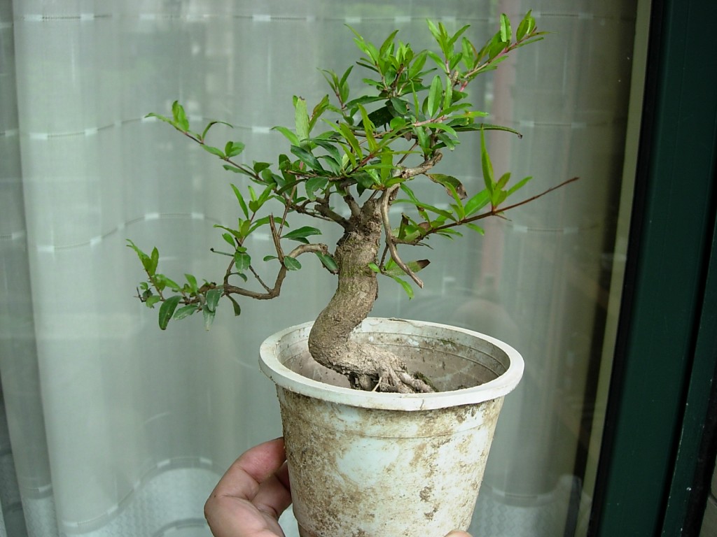 conew_dscn8001.jpg
