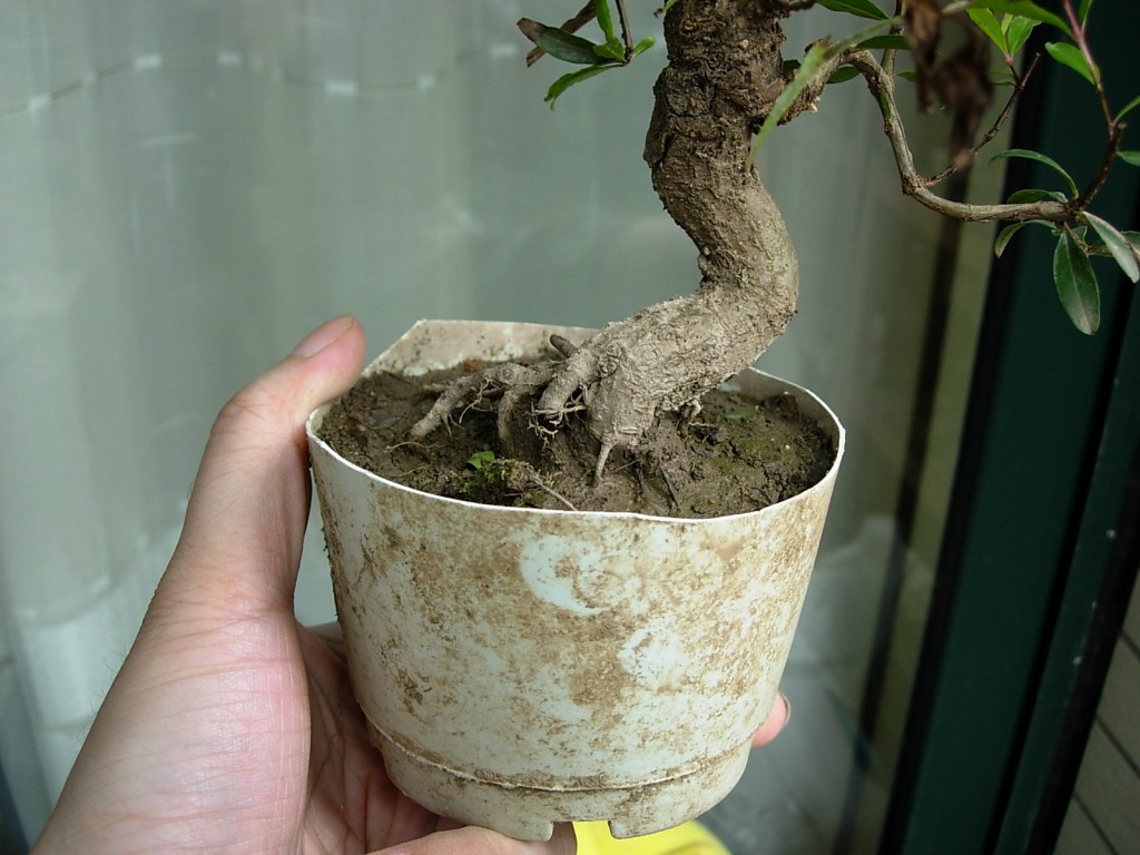 conew_dscn8008.jpg