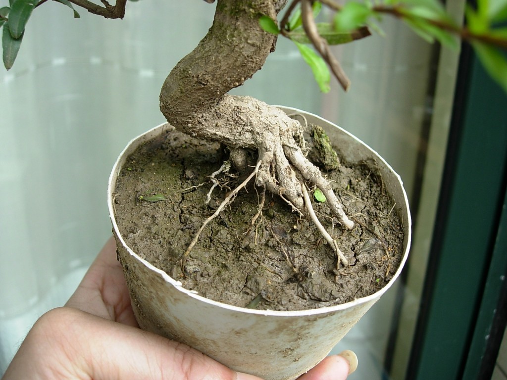 conew_dscn8011.jpg