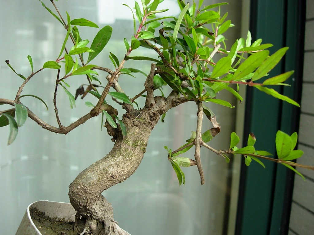 conew_dscn8015.jpg