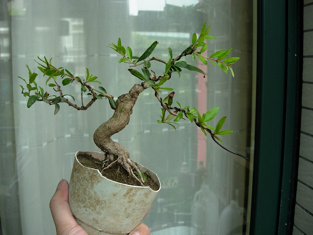 conew_dscn8021.jpg