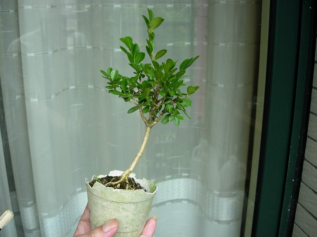 conew_dscn8032.jpg