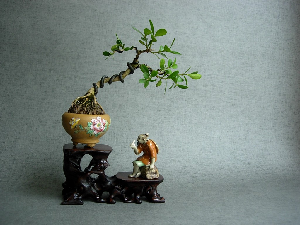 conew_dscn8041.jpg