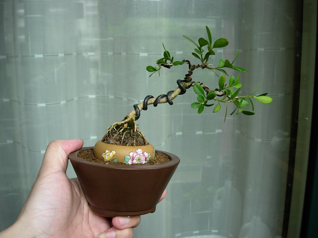 conew_dscn8045.jpg