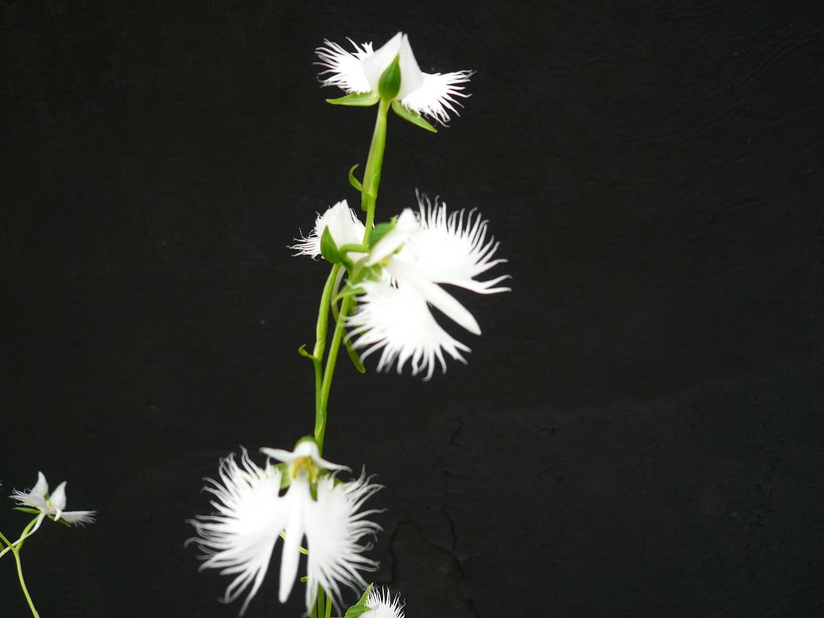 P1100021.JPG
