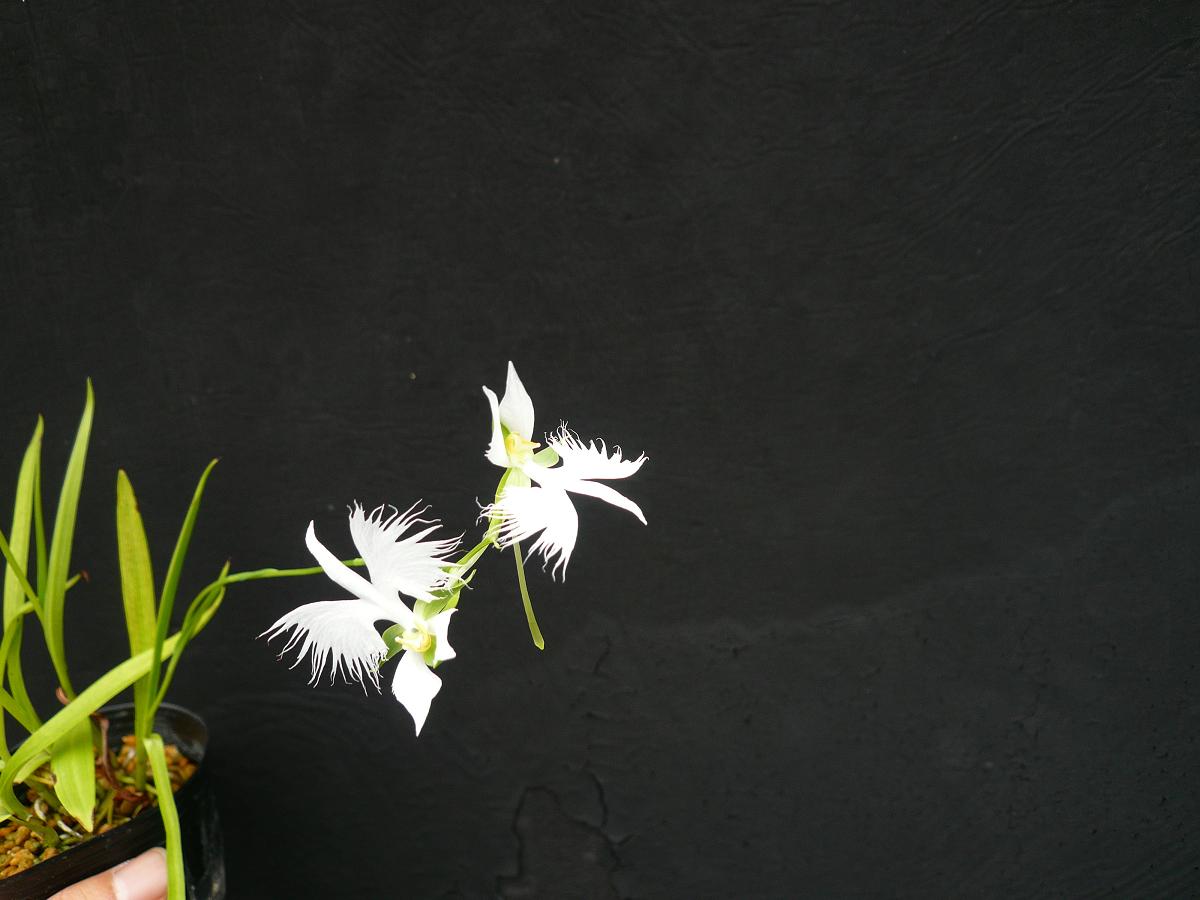 P1100019.JPG