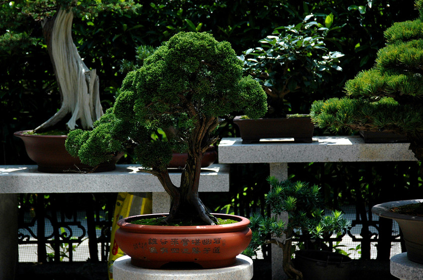 DSC_6116_.jpg