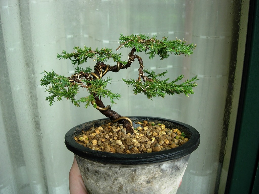 conew_DSCN8081.jpg