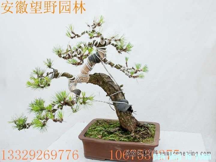 mxcp082704zj0appfbdf4zo8fv.jpg
