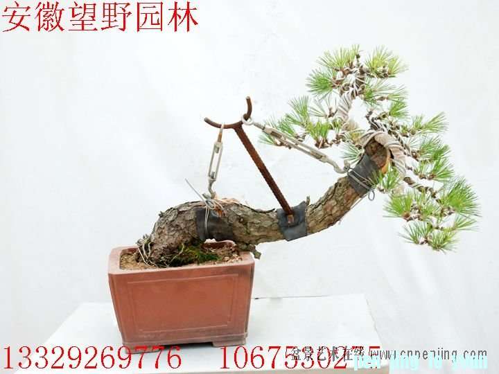 mxcp090240dos4lk1skvt4twc4.jpg
