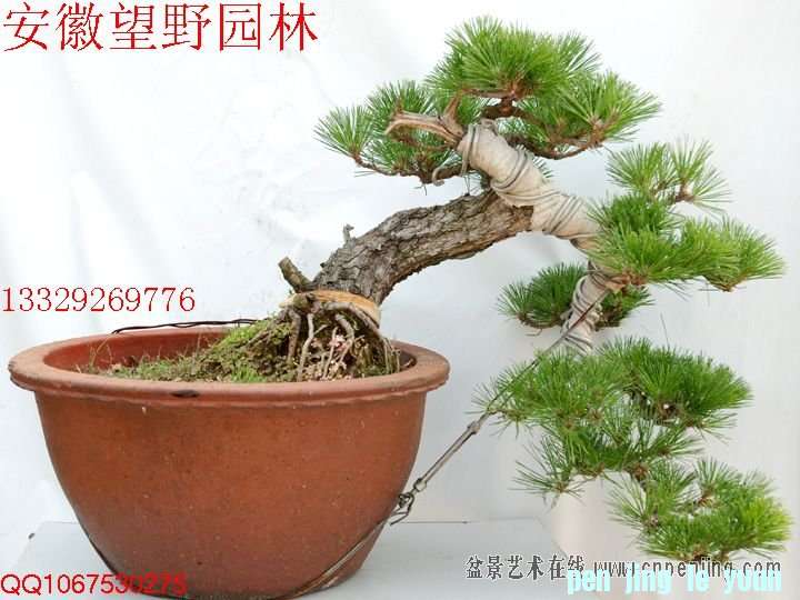 mxcp090645gd9bd3zijktj59co.jpg