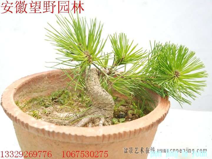 mxcp084205pwpewv49dy0274ze.jpg