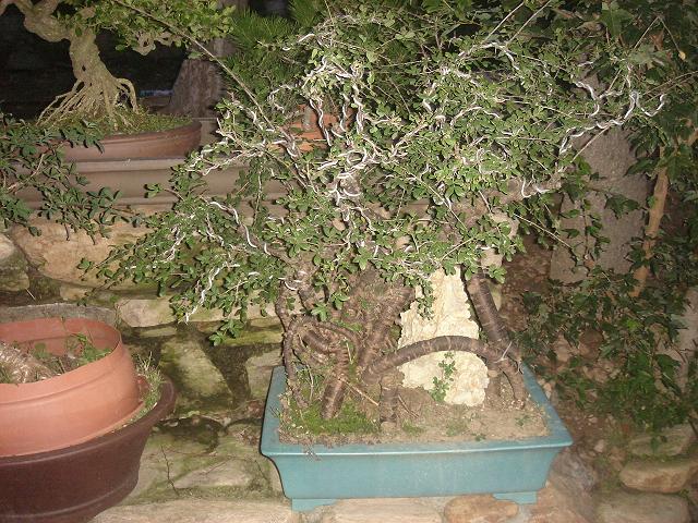 DSC06617.JPG