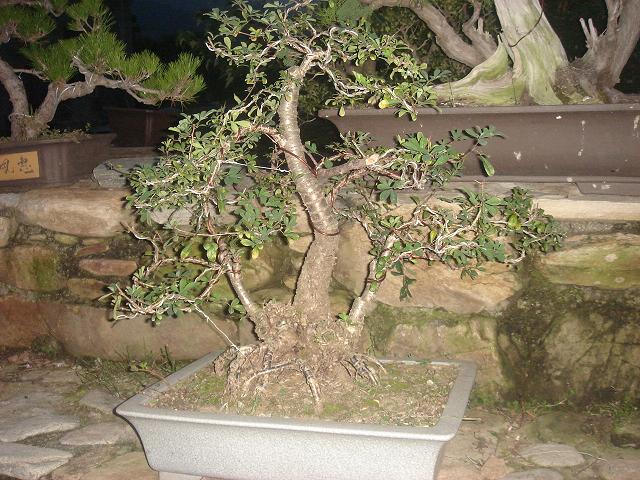 DSC06623.JPG