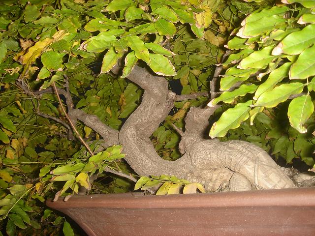 DSC06628.JPG