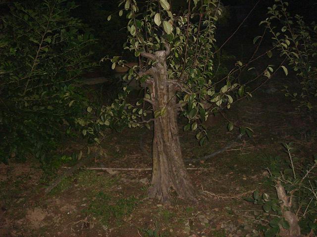 DSC06630.JPG