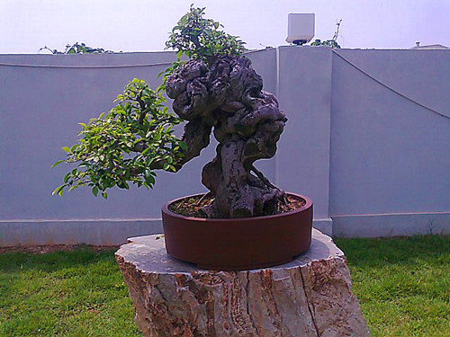 Ƭ0787_.jpg