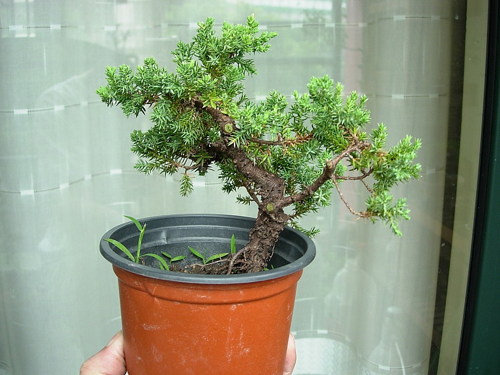 conew_dscn8108.jpg