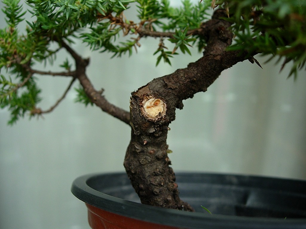 conew_dscn8109.jpg