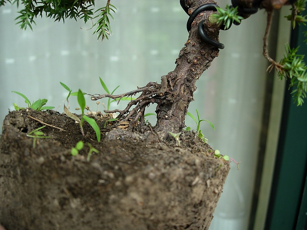 conew_dscn8113.jpg