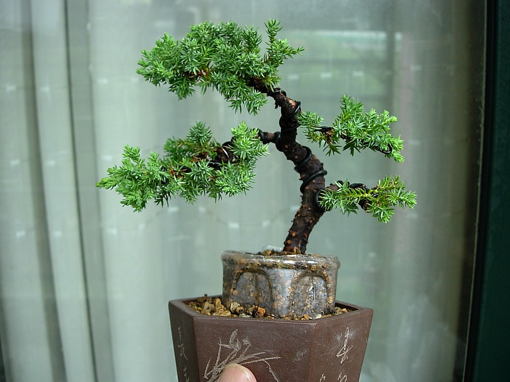 conew_dscn8121.jpg