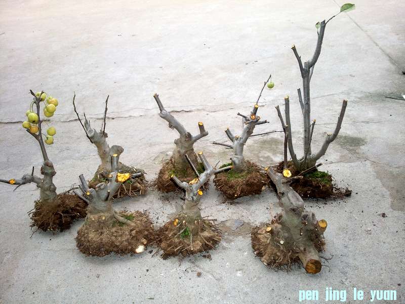 Ƭ0062.jpg