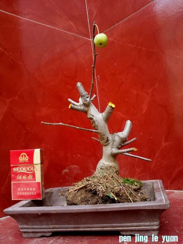 Ƭ0068.jpg