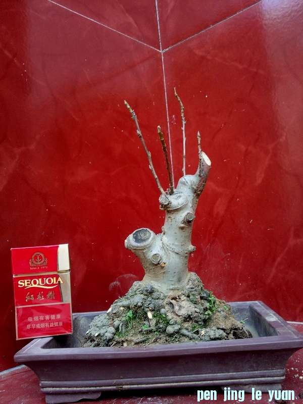Ƭ0081.jpg