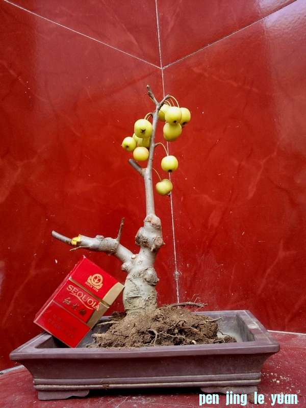Ƭ0086.jpg