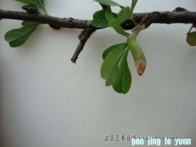 121207cs4at8fac73t32c4.jpg