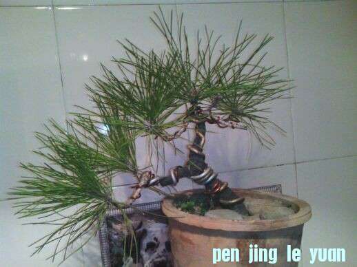 ȥ괺,25ԪڻԵС,񴺳,׼b,ֻ2cm,25cm.ʦָ.