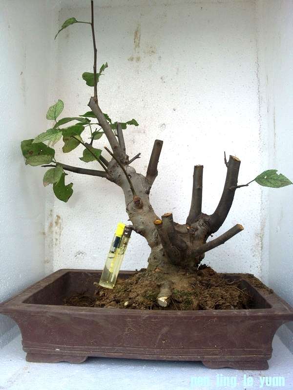 Ƭ0113.jpg