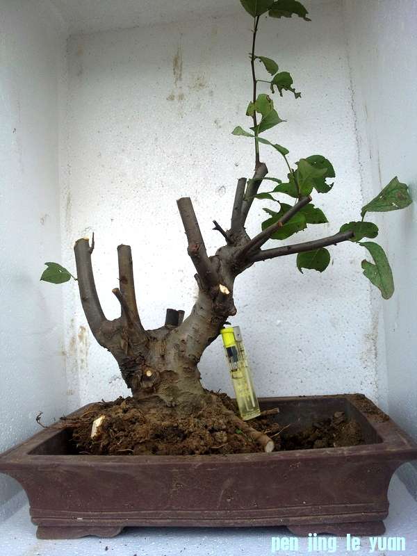 Ƭ0114.jpg