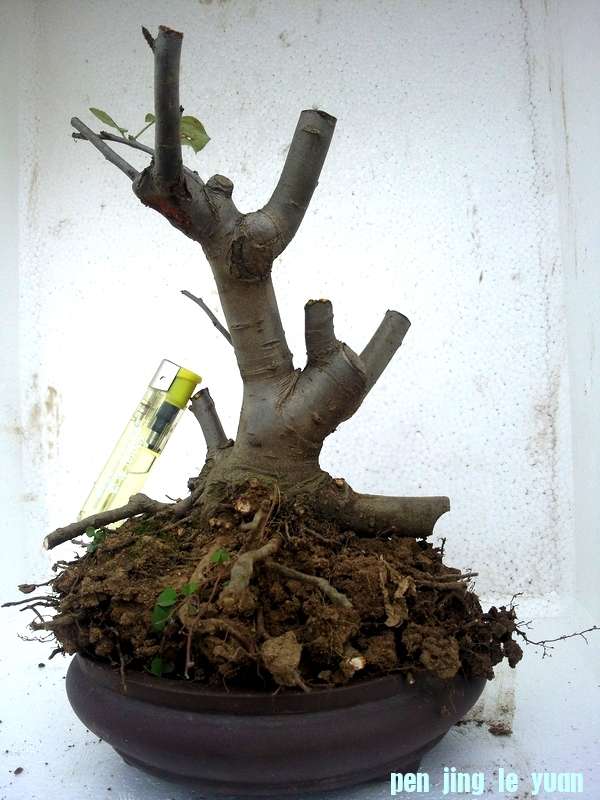 Ƭ0117.jpg