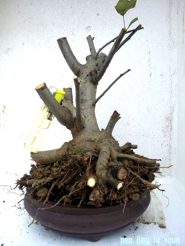 Ƭ0118.jpg