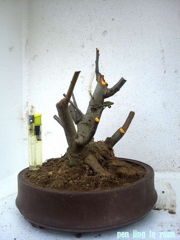 Ƭ0121.jpg