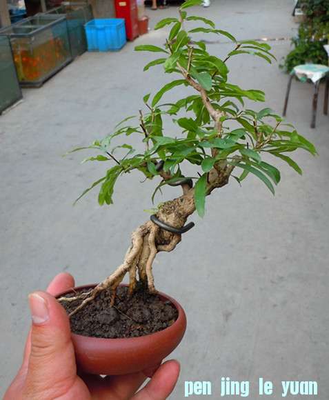 DSCN2011_.jpg