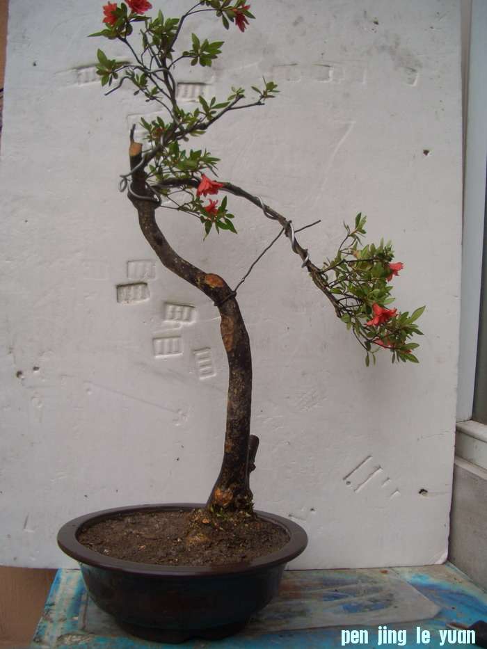 吐蕊11，5，28.JPG