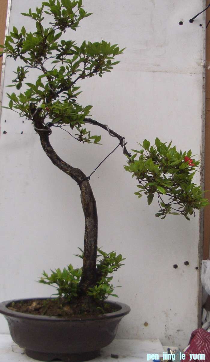 吐蕊史12，5。4a.JPG
