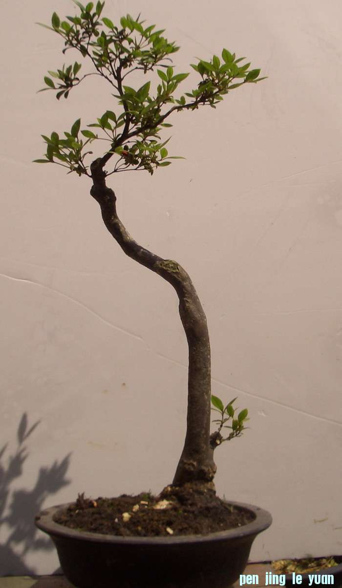 吐蕊史12，5。5.JPG